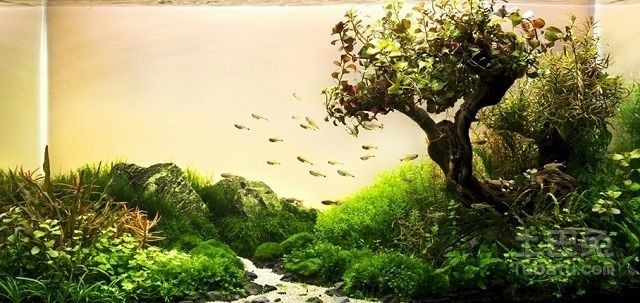 60厘米魚缸造景多少錢一平：60厘米魚缸造景價格在80-200元之間的價格