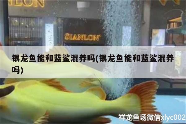 鸚鵡魚 銀龍魚能和藍鯊混養嗎(銀龍魚能和藍鯊混養嗎) 銀龍魚百科 銀龍魚能和藍鯊混養嗎(銀龍魚能和藍鯊混養嗎) 銀龍魚能和藍鯊混養嗎(銀龍魚能和藍鯊混養嗎) 銀龍魚百科
