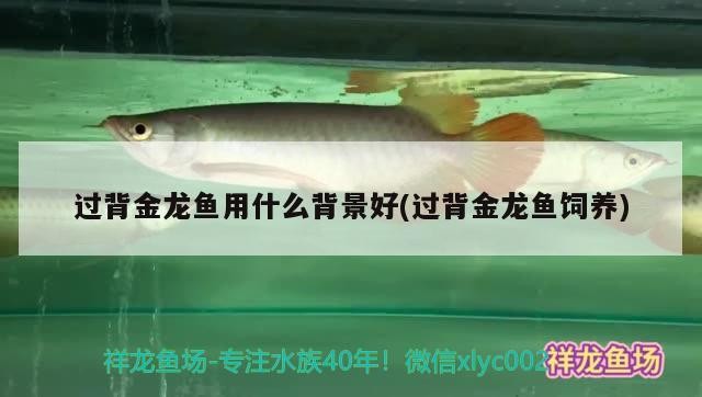 過背金龍魚用什么背景好(過背金龍魚飼養)