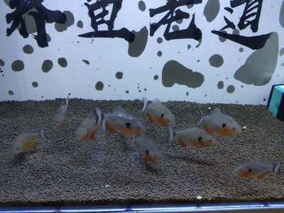 養(yǎng)虎魚好玩嗎：養(yǎng)虎魚好玩嗎，養(yǎng)虎魚需要注意哪些技巧和知識(shí)和技能