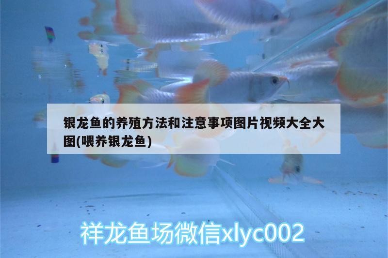 銀龍魚的養殖方法和注意事項圖片視頻大全大圖(喂養銀龍魚)