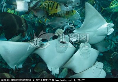 魟魚外寄：如何處理魟魚外寄
