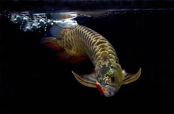龍魚食物有哪些vs祥龍魚場：龍魚飼養注意事項祥龍魚場口碑評價龍魚飼養注意事項