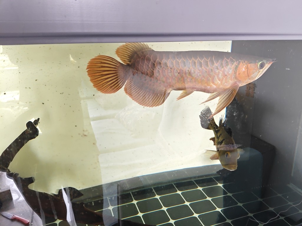 龍魚把虎魚吃了