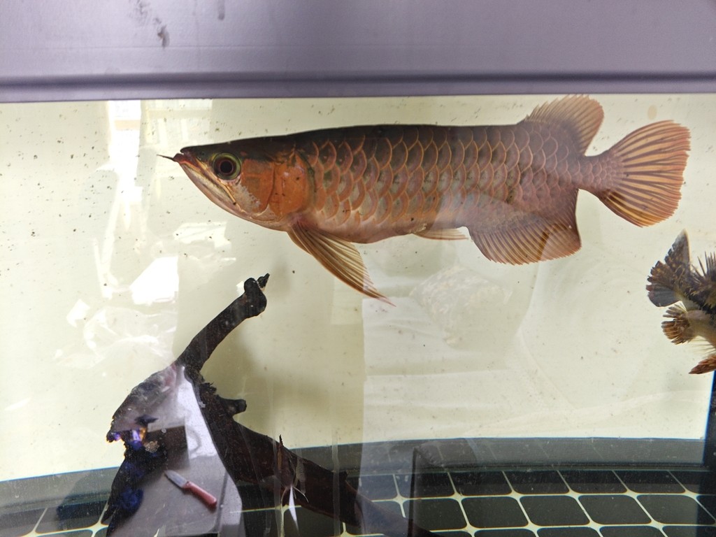 龍魚把虎魚吃了