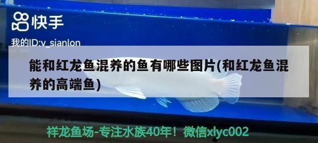 能和紅龍魚混養(yǎng)的魚有哪些：紅龍魚混養(yǎng)的日常管理，紅龍魚混養(yǎng)的飼料選擇