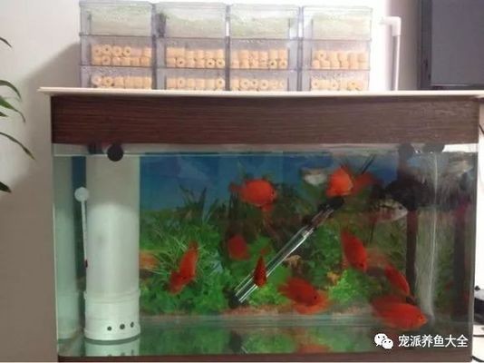 創寧水泵有點嗡嗡聲怎么辦啊（創寧水泵有點嗡嗡聲怎么辦啊視頻）