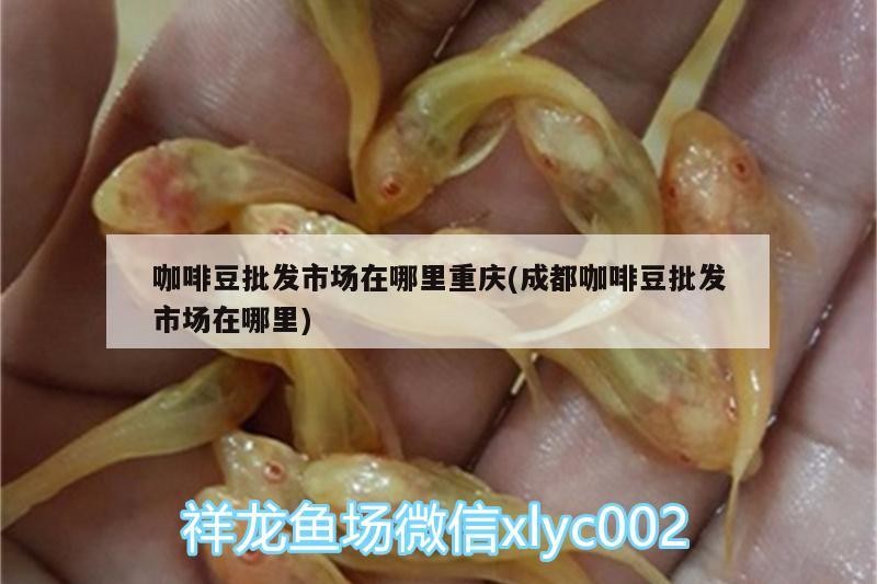 咖啡豆批發(fā)市場(chǎng)在哪里重慶(成都咖啡豆批發(fā)市場(chǎng)在哪里) 咖啡豆批發(fā)市場(chǎng)在哪里重慶(成都咖啡豆批發(fā)市場(chǎng)在哪里) 馬來(lái)西亞咖啡