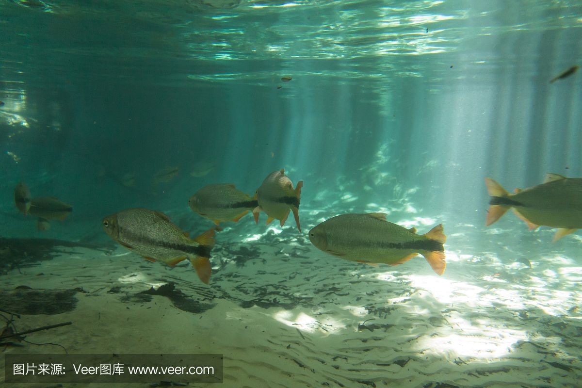 魟魚淡水能養嗎：淡水魟魚淡水能養嗎