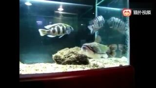 家養魟魚能吃么：家養魟魚是否能吃
