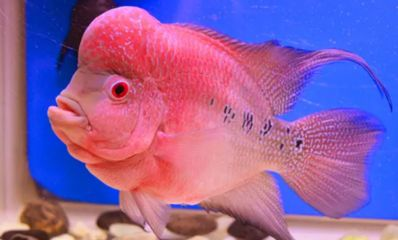 家養魟魚能吃么：家養魟魚是否能吃