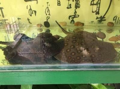 家養魟魚能吃么：家養魟魚是否能吃