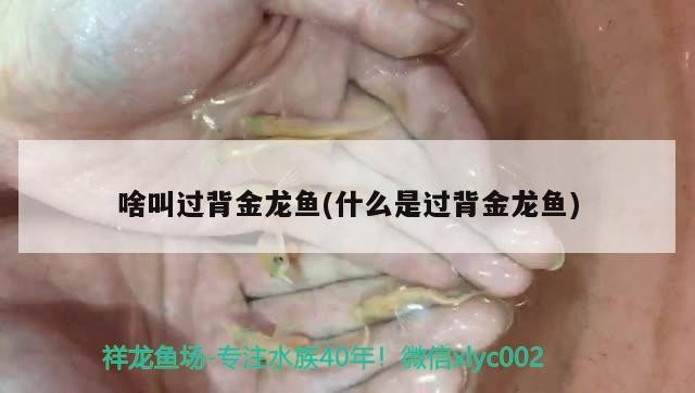 啥叫過背金龍魚(什么是過背金龍魚)
