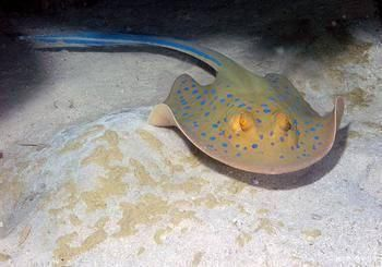 魟魚的毒性會致命嗎：魟魚毒性會致命嗎