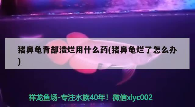 豬鼻龜背部潰爛用什么藥(豬鼻龜爛了怎么辦)