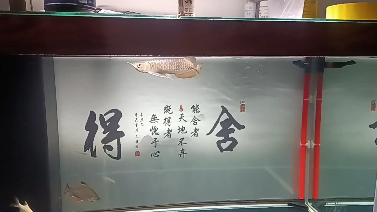 小金到家25天