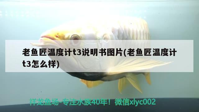 老魚匠溫度計t3說明書圖片(老魚匠溫度計t3怎么樣)