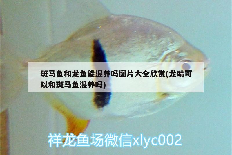 過背龍魚是什么意思(過背金龍魚過背是什么意思) 過背龍魚是什么意思(過背金龍魚過背是什么意思) 金龍魚百科