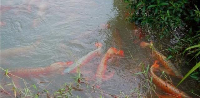 紅龍魚吃什么小魚好養殖