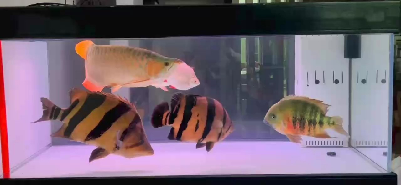 夜，魚，茶！