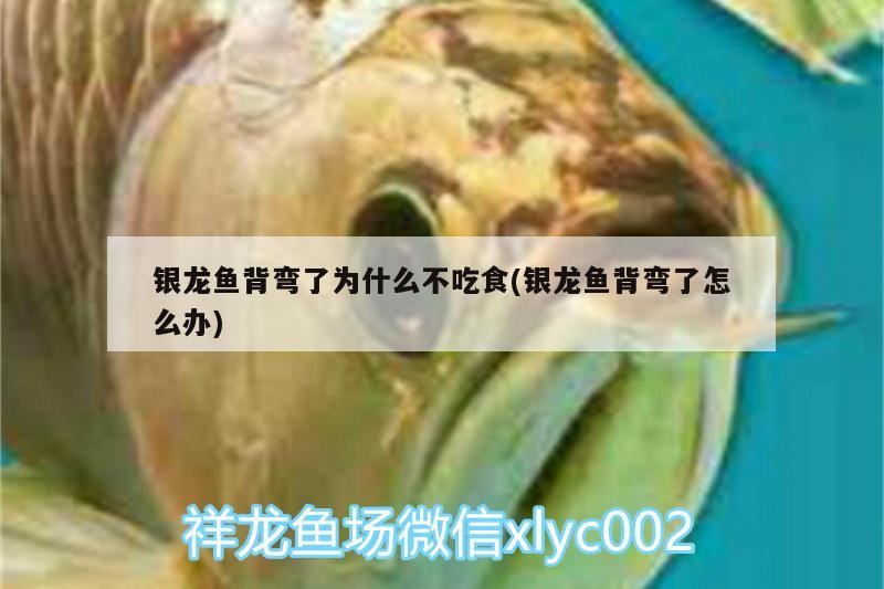 銀龍魚背彎了為什么不吃食(銀龍魚背彎了怎么辦)