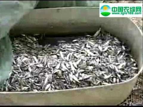 黑缸能養魟魚嗎：黑缸能養魟魚嗎，
