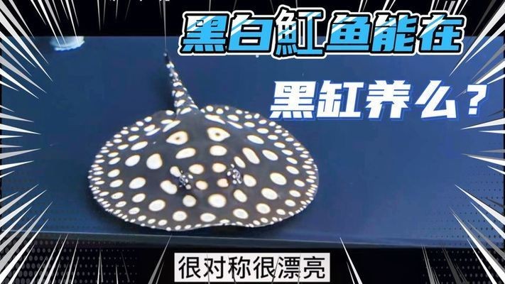 黑缸能養魟魚嗎：黑缸能養魟魚嗎，