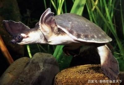 豬鼻龜是哪里的：豬鼻龜的飼養技巧