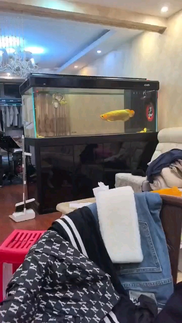 換了缸以后就沒好好的吃過，就是想吃林蛙甲魚