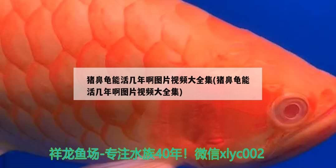 豬鼻龜能活幾年啊圖片視頻大全集(豬鼻龜能活幾年啊圖片視頻大全集)