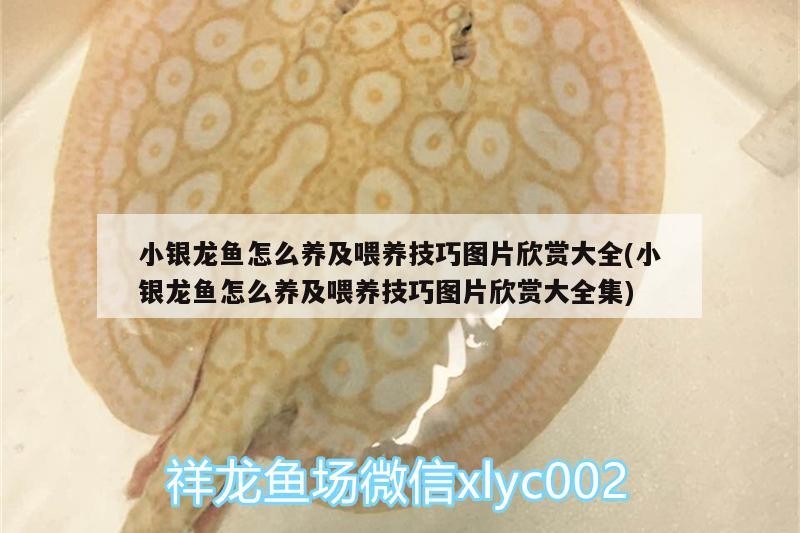 小銀龍魚怎么養及喂養技巧圖片欣賞大全(小銀龍魚怎么養及喂養技巧圖片欣賞大全集)