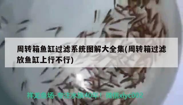 周轉箱魚缸過濾系統圖解大全集(周轉箱過濾放魚缸上行不行)