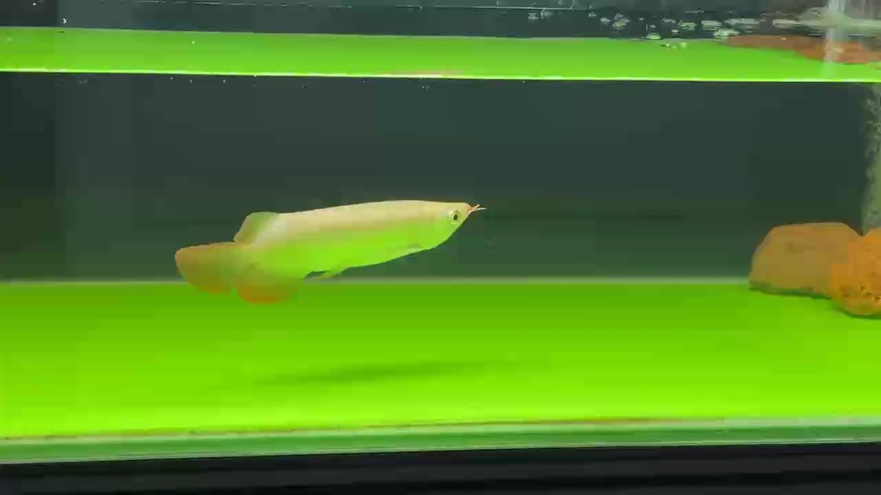 鯊魚仔到家一個星期了，雖然狀態沒有出來，但是今天發現他的眼神有點感覺了！