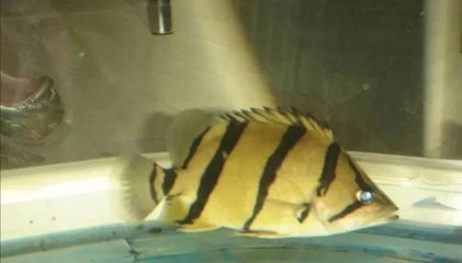 虎魚蹭缸底怎么辦：虎魚蹭缸底怎么辦虎魚蹭缸底怎么辦虎魚蹭缸底怎么辦