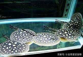 魟魚ph值多少為正常：金龍魟魚混養的ph值應該在6.5-7.5之間