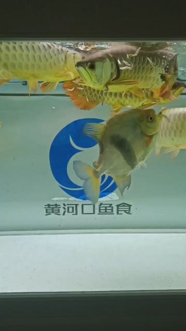 深圳哪里有水族批發市場賣海鮮（深圳哪里有水族批發市場賣海鮮的）