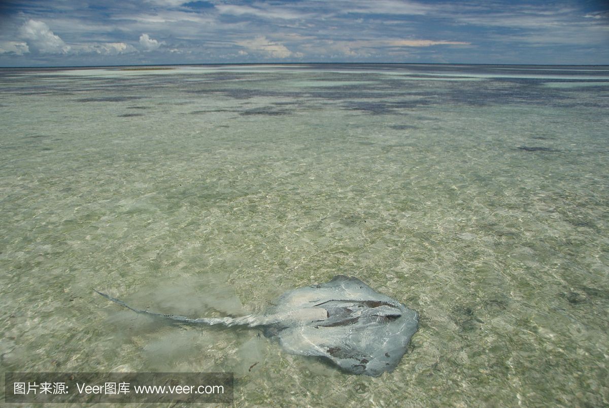 魟魚喂小魚要注意什么細菌：喂食魟魚小魚時，需要注意什么細菌，[需手動填充]魚要注意什么細菌
