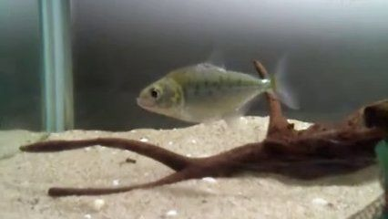 虎魚暗沙能不能退掉：虎魚身上的暗沙有可能退掉嗎？