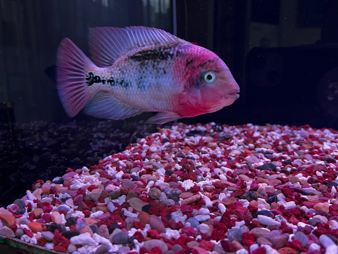 潮牌古典！ 快遞5天到家，這恢復速度只能證明魚的基因強大！