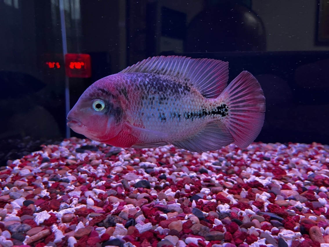潮牌古典！ 快遞5天到家，這恢復速度只能證明魚的基因強大！
