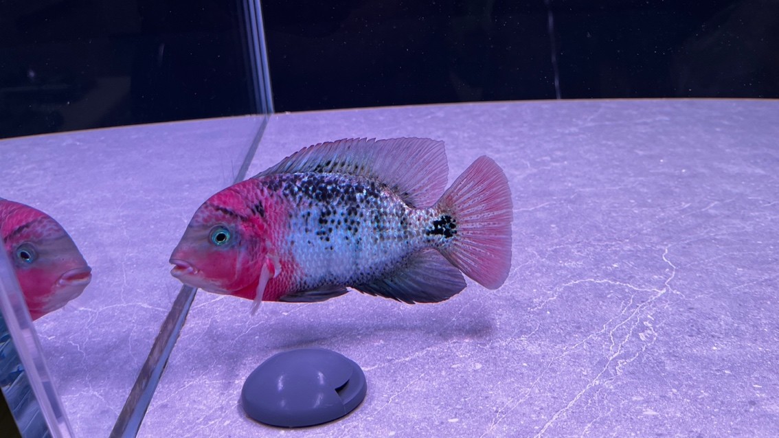 潮牌古典！ 快遞5天到家，這恢復速度只能證明魚的基因強大！