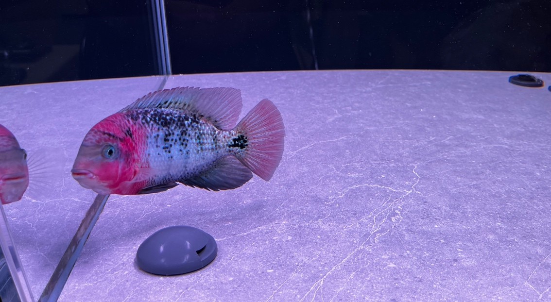 潮牌古典！ 快遞5天到家，這恢復速度只能證明魚的基因強大！