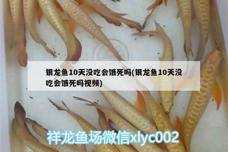 銀龍魚10天沒吃會餓死嗎(銀龍魚10天沒吃會餓死嗎視頻)