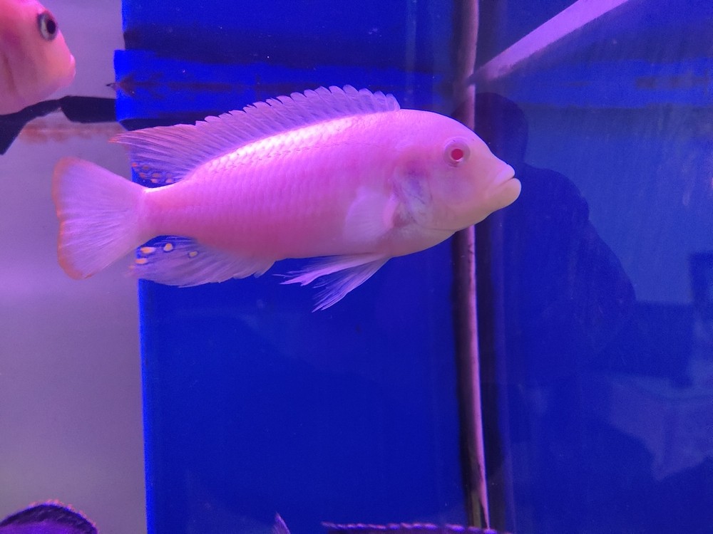 玩了5年的三湖慈鯛，現(xiàn)在準備換金龍啦