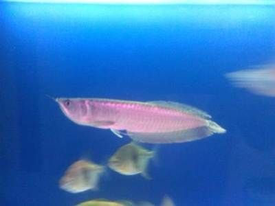 撫順龍魚vs祥龍魚場（撫順龍魚與祥龍魚場有什么區別？）