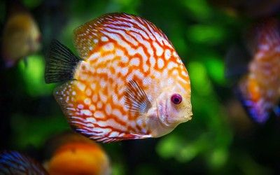 撫順龍魚vs祥龍魚場（撫順龍魚與祥龍魚場有什么區別？）