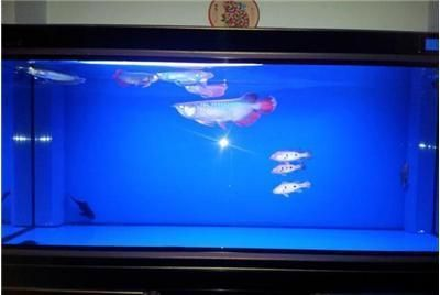 撫順龍魚vs祥龍魚場（撫順龍魚與祥龍魚場有什么區別？）