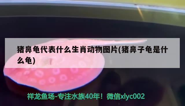 龍魚干蝦有營養嗎 豬鼻龜代表什么生肖動物圖片(豬鼻子龜是什么龜) 豬鼻龜百科 豬鼻龜代表什么生肖動物圖片(豬鼻子龜是什么龜) 豬鼻龜代表什么生肖動物圖片(豬鼻子龜是什么龜) 豬鼻龜百科