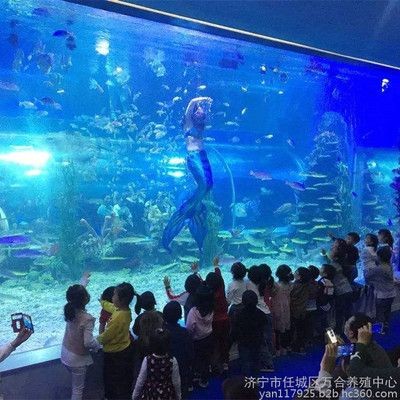 濟寧水族館vs祥龍魚場（探討濟寧水族館與祥龍魚場之間的差異之前需要明確兩者的基本信息）
