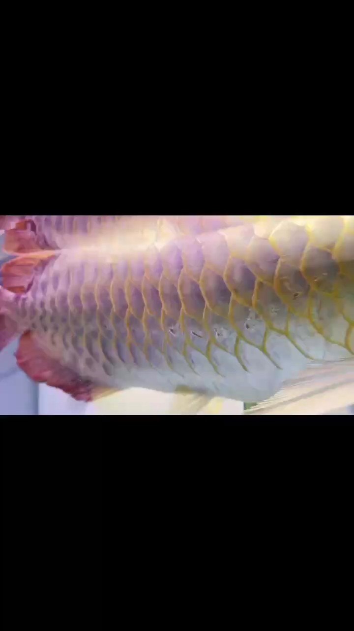 龍魚漂浮，身上線孔增大或多個孔，也不游。